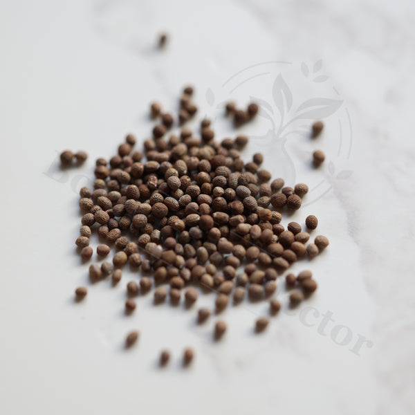 Euphorbia mahabobokensis Seeds — Euphorbia — 2026 seed listing — 1 Seed — image 1: loose seeds displayed on a light background