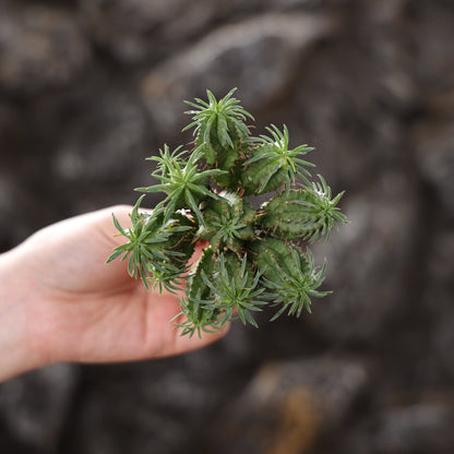 Euphorbia fimbriata hybrid