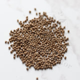Dorstenia sp.nov Seeds — Dorstenia — 2026 seed listing — 1 Seed — image 1: loose seeds displayed on a light background