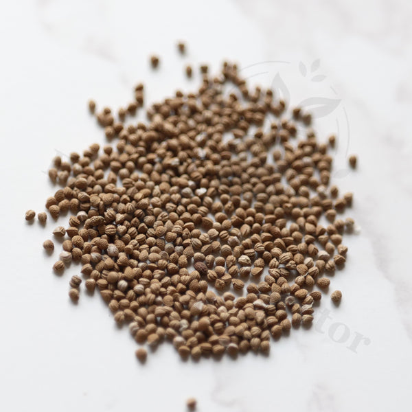 Dorstenia sp.nov Seeds — Dorstenia — 2026 seed listing — 1 Seed — image 1: loose seeds displayed on a light background