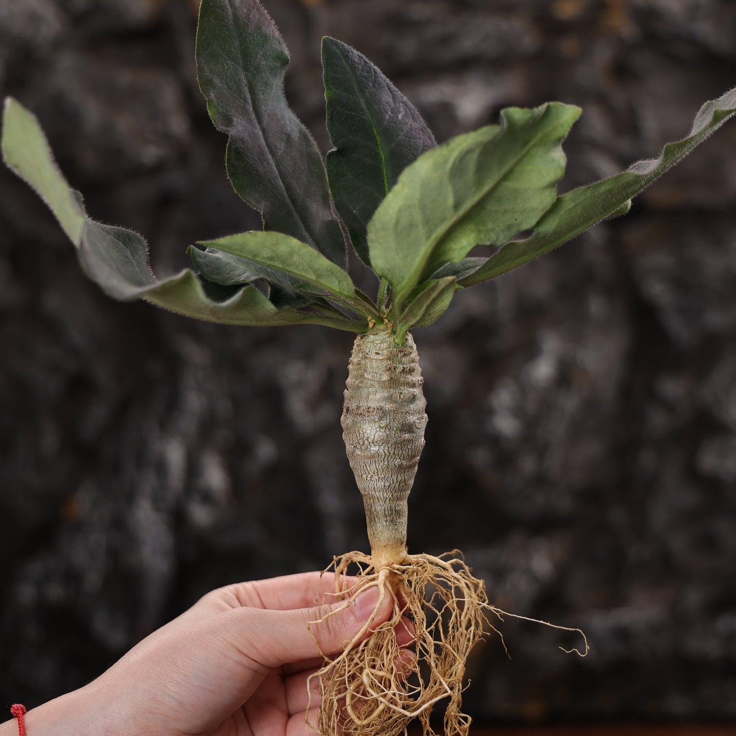 Euphorbia ankarensis