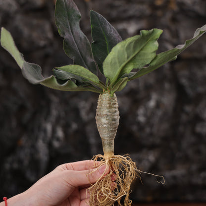 Euphorbia ankarensis