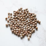 Euphorbia tortirama Seeds — Euphorbia — 2026 seed listing — 1 Seed — image 1: loose seeds displayed on a light background