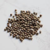 Euphorbia tubiglans Seeds — Euphorbia — 2026 seed listing — 1 Seed — image 1: loose seeds displayed on a light background