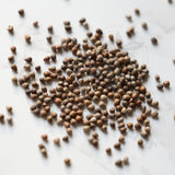 Euphorbia horrida Seeds — Euphorbia — 2026 seed listing — 1 Seed — image 1: loose seeds displayed on a light background