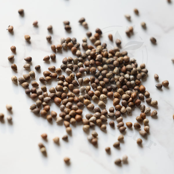 Euphorbia horrida Seeds — Euphorbia — 2026 seed listing — 1 Seed — image 1: loose seeds displayed on a light background