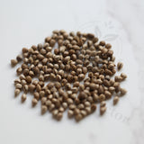 Euphorbia inconstantia Seeds — Euphorbia — 2026 seed listing — 1 Seed — image 1: loose seeds displayed on a light background