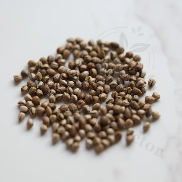 Euphorbia inconstantia Seeds — Euphorbia — 2026 seed listing — 1 Seed — image 1: loose seeds displayed on a light background