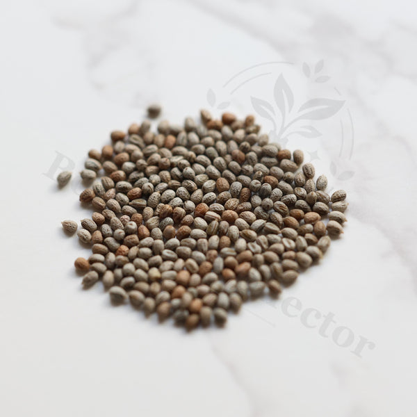 Euphorbia sp. nov. aff. uhligiana Seeds — Euphorbia — 2026 seed listing — 1 Seed — image 1: loose seeds displayed on a light background