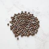Euphorbia bergeri Seeds — Euphorbia — 2026 seed listing — 1 Seed — image 1: loose seeds displayed on a light background