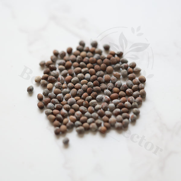 Euphorbia bergeri Seeds — Euphorbia — 2026 seed listing — 1 Seed — image 1: loose seeds displayed on a light background