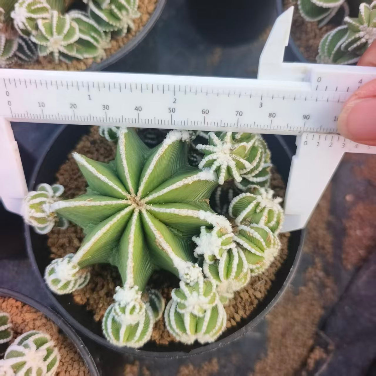 Aztekium hintonii-Aztekium-W8-10cm-image-4