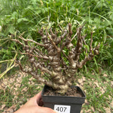 Senna meridionalis