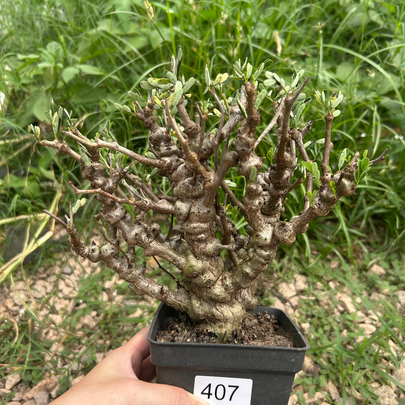 Senna meridionalis - premium