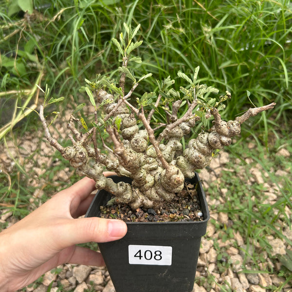 Senna meridionalis