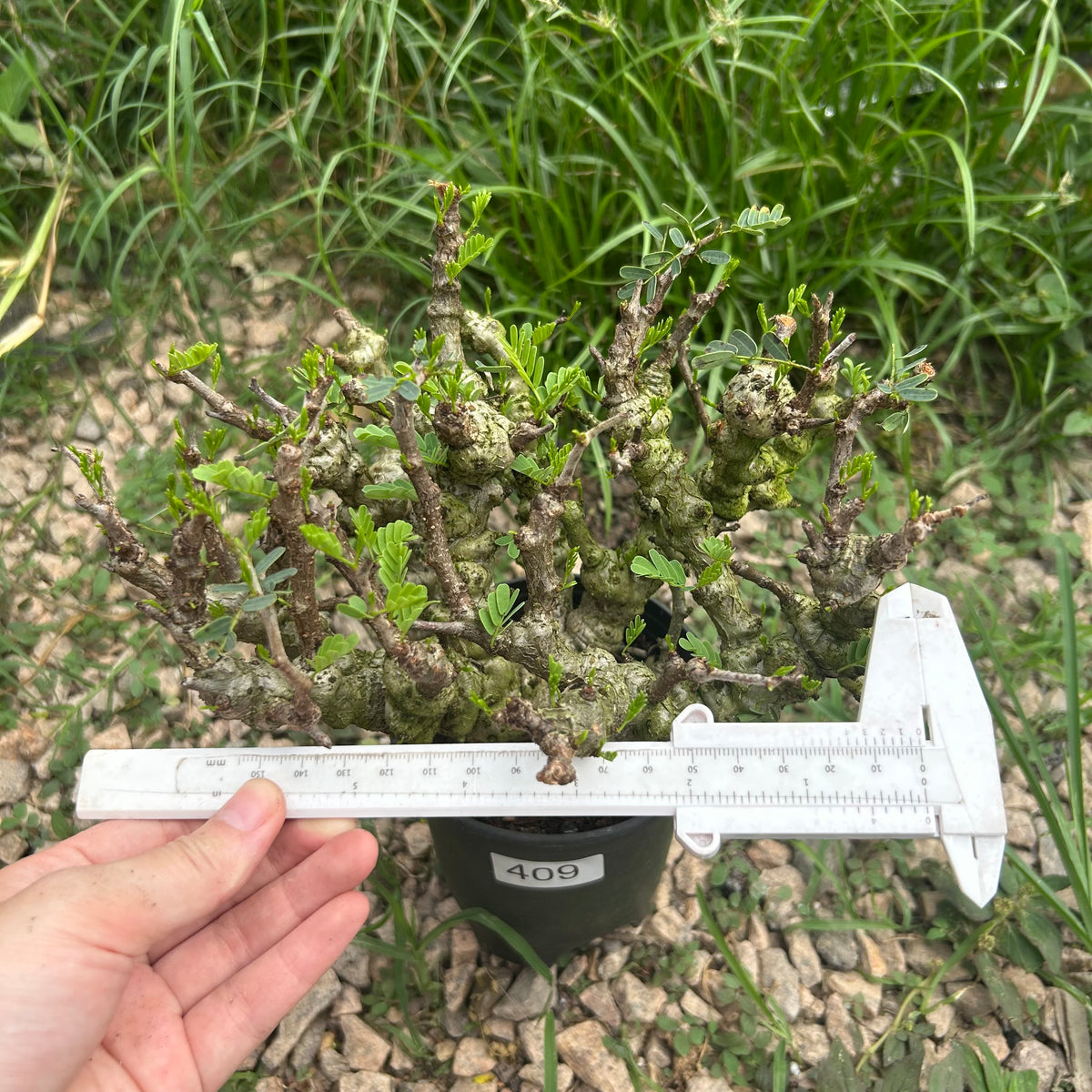 Senna meridionalis