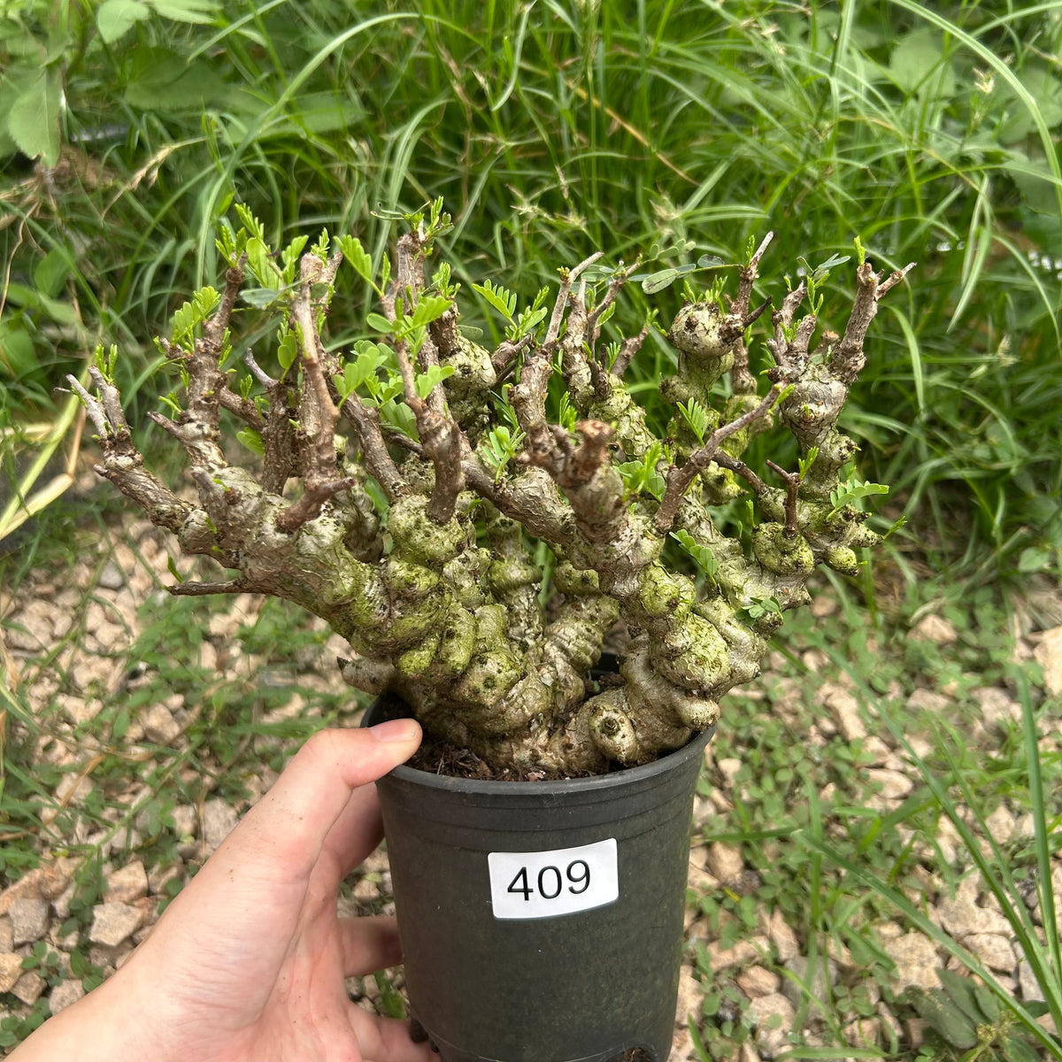 Senna meridionalis