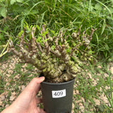 Senna meridionalis