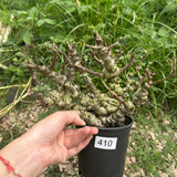 Senna meridionalis