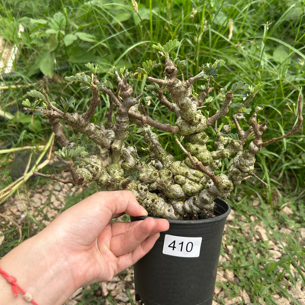 Senna meridionalis