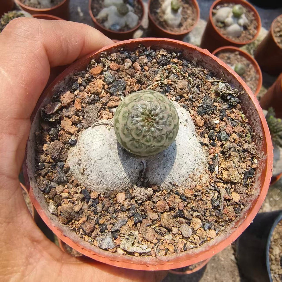 Euphorbia turbiniformis-Euphorbia-W1.5-2cm-image-4