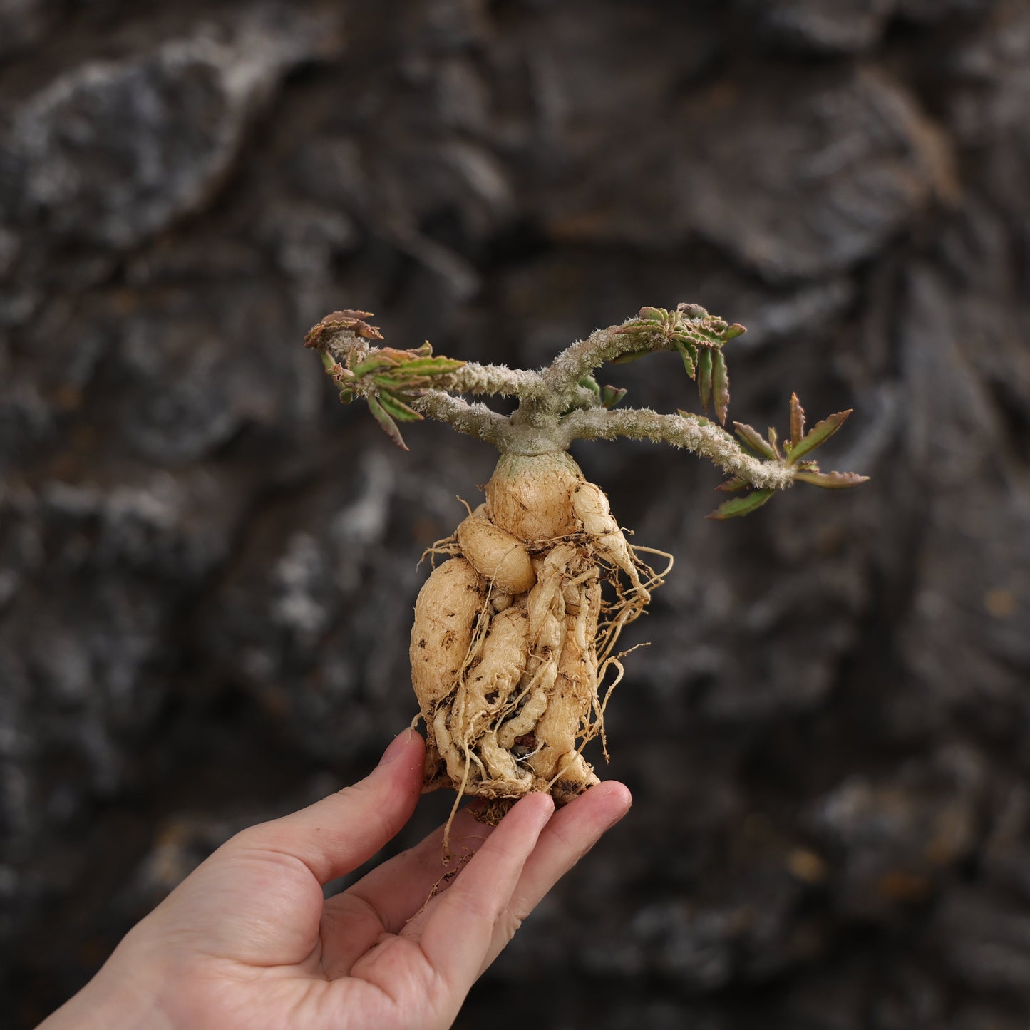 Euphorbia capsaintemariensis