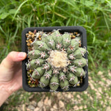 Discocactus cv. 'Cat Claw'