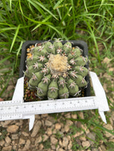 Discocactus cv. 'Cat Claw'
