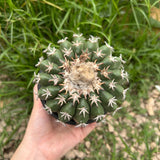 Discocactus cv. 'Cat Claw'