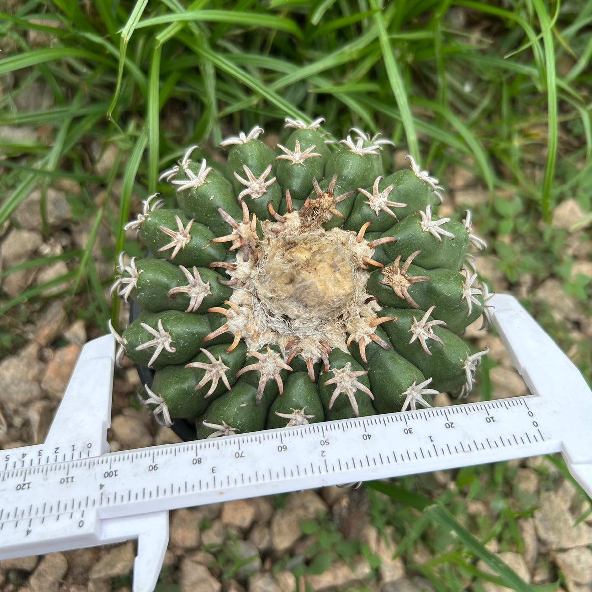 Discocactus cv. 'Cat Claw'