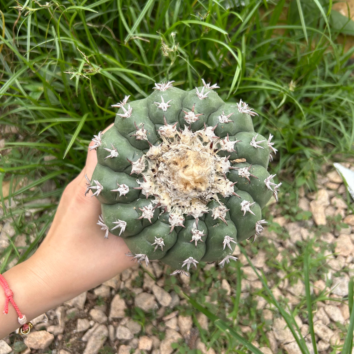 Discocactus cv. 'Cat Claw'