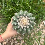 Discocactus cv. 'Cat Claw'