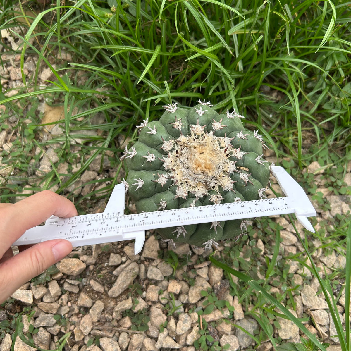 Discocactus cv. 'Cat Claw'