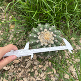 Discocactus cv. 'Cat Claw'