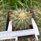 Copiapoa cinerea