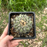 Copiapoa cinerea