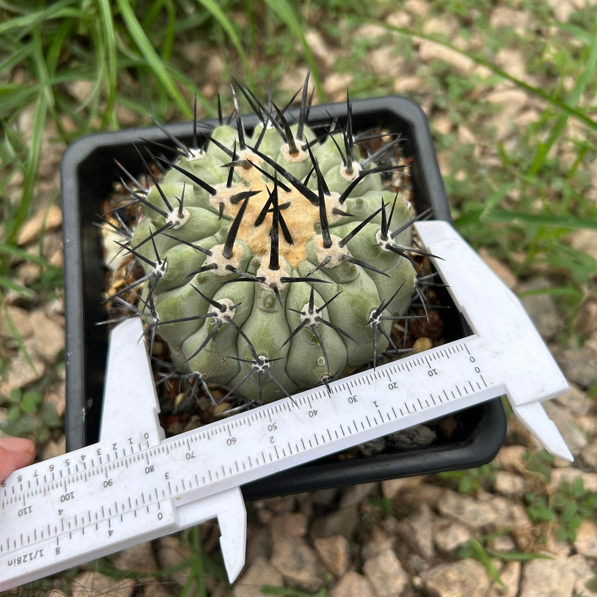 Copiapoa cinerea