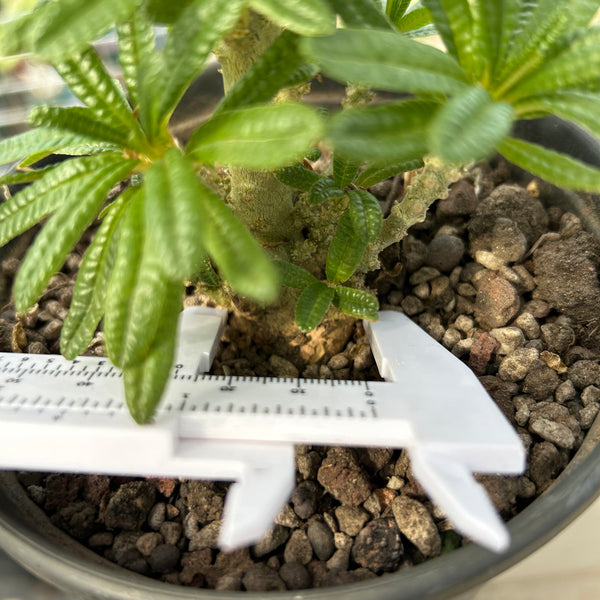 Dorstenia gigas bullata