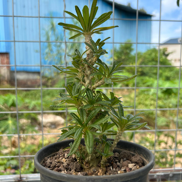 Dorstenia gigas bullata