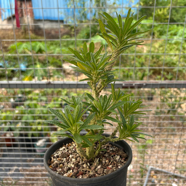Dorstenia gigas bullata