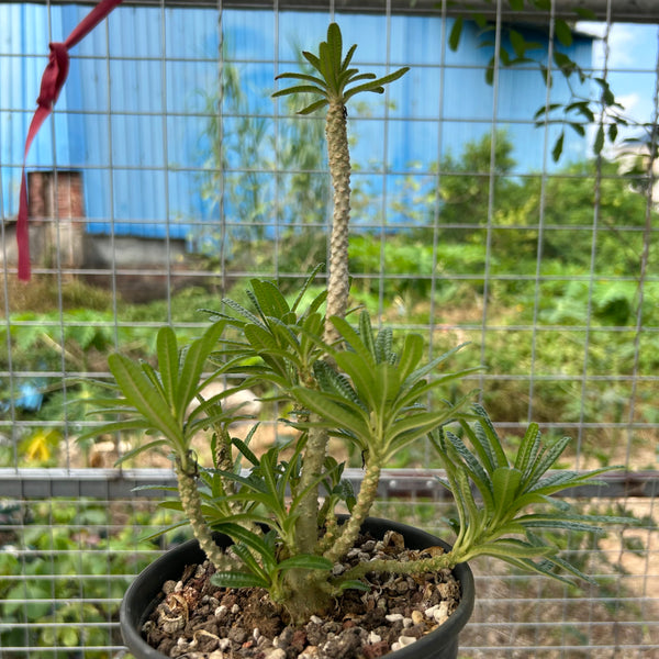 Dorstenia gigas bullata