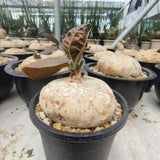 Adenia ovata