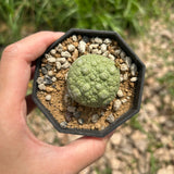 Pseudolithos migiurtinus