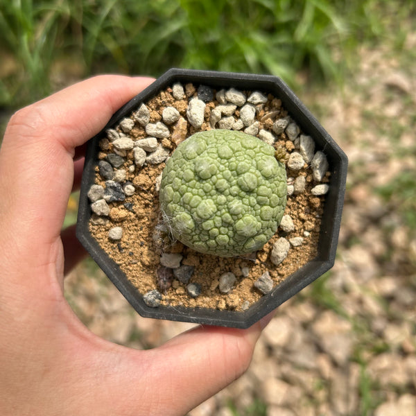 Pseudolithos migiurtinus