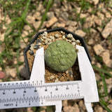 Pseudolithos migiurtinus