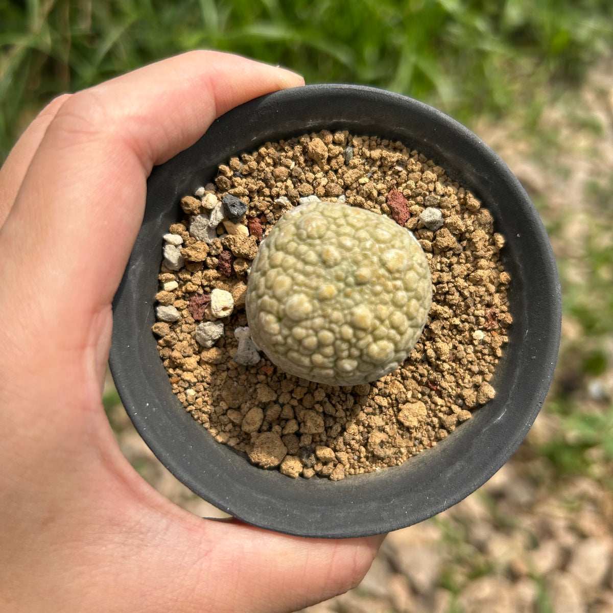 Pseudolithos migiurtinus