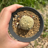 Pseudolithos migiurtinus