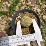 Pseudolithos migiurtinus