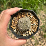 Pseudolithos migiurtinus