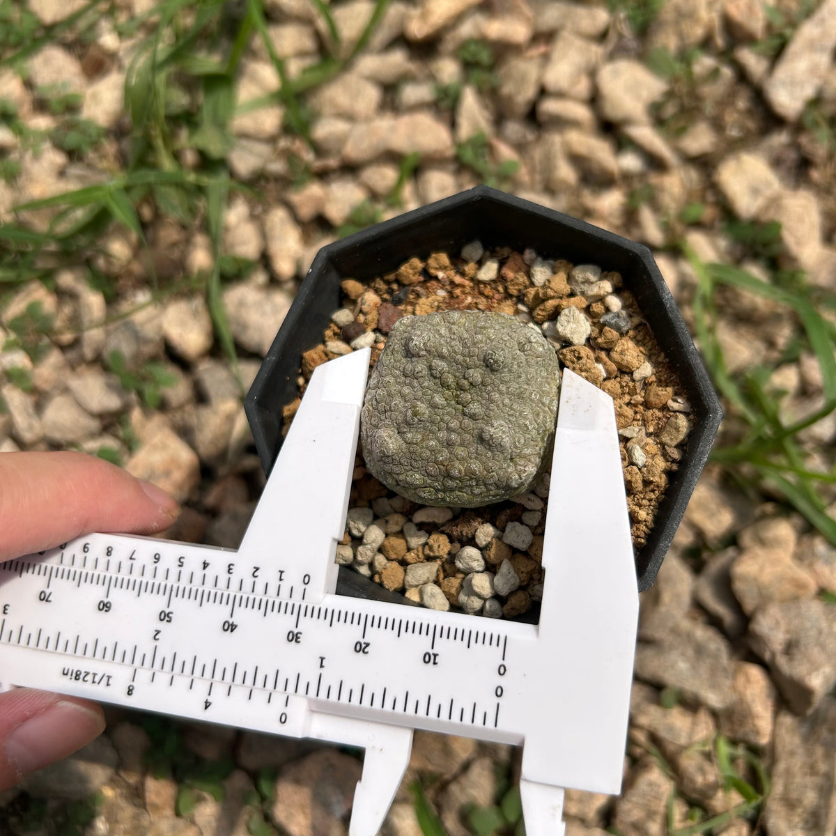 Pseudolithos migiurtinus